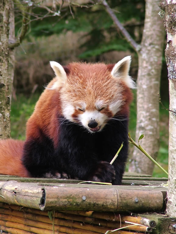DSCF1660  Red Panda, Highland Wildlife Park, Kincraig