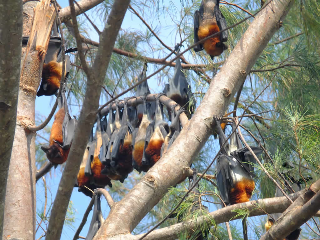 DSCF1006, Fruit Bats, Juara, Pulau Tioman