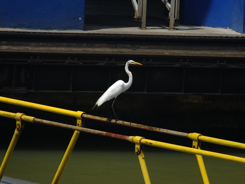 Photo: Miraflores Locks, Panama
