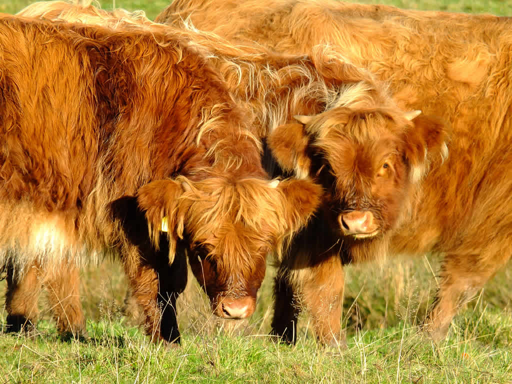 DSCF2720, Highland Cows, Pollok Park, Glasgow