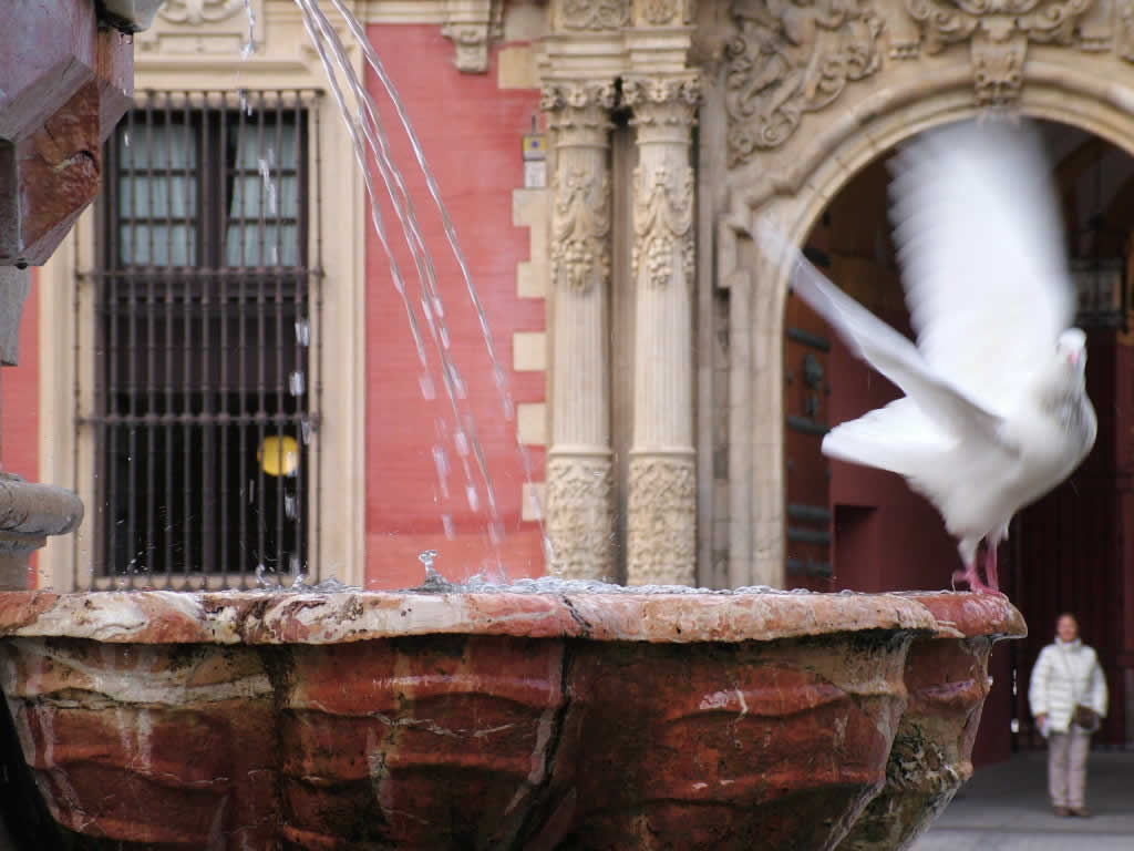 Photo: Flamenco pigeon, Sevilla