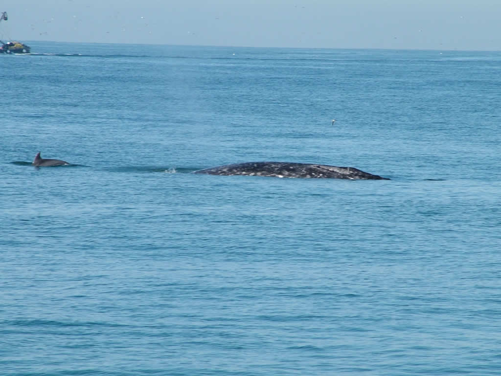 Photo: Whale at Balboa