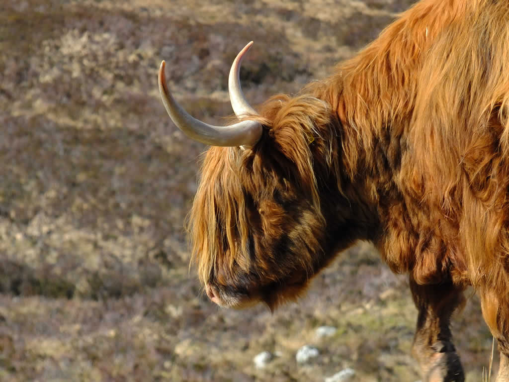 DSCF8422, Highland Cow