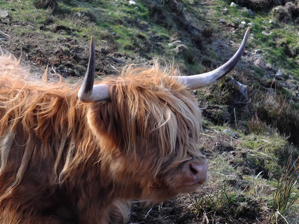 DSCF8449, Highland Cow