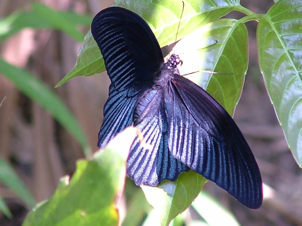 Photo: Cuc Phuong National Park, Butterfly