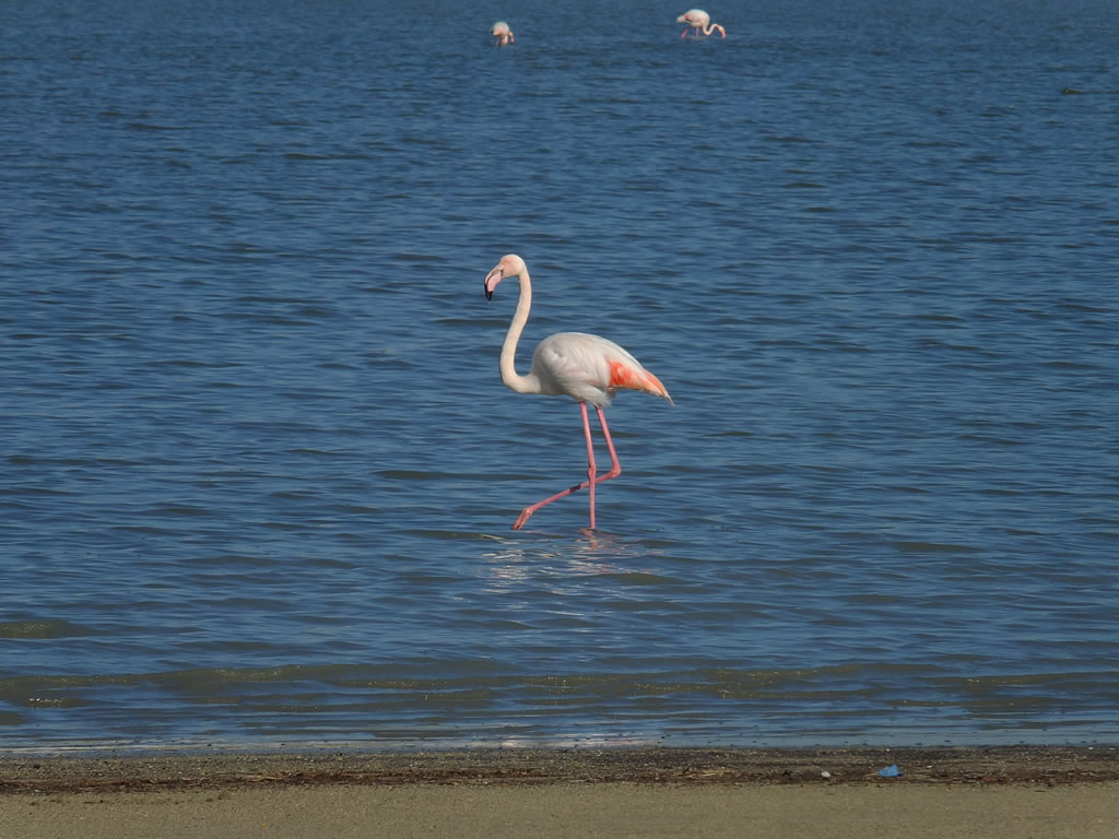 DSCF4316, Larnaka, Cyprus