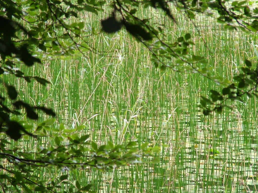 DSCF2765, Mull