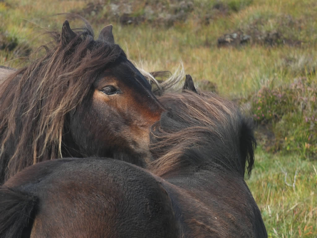 DSCF7625: Loch Sgioport