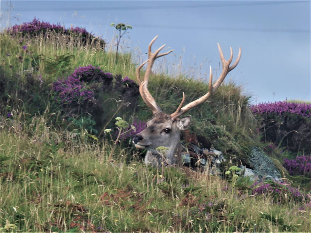DSCF7688_E: Grimsay