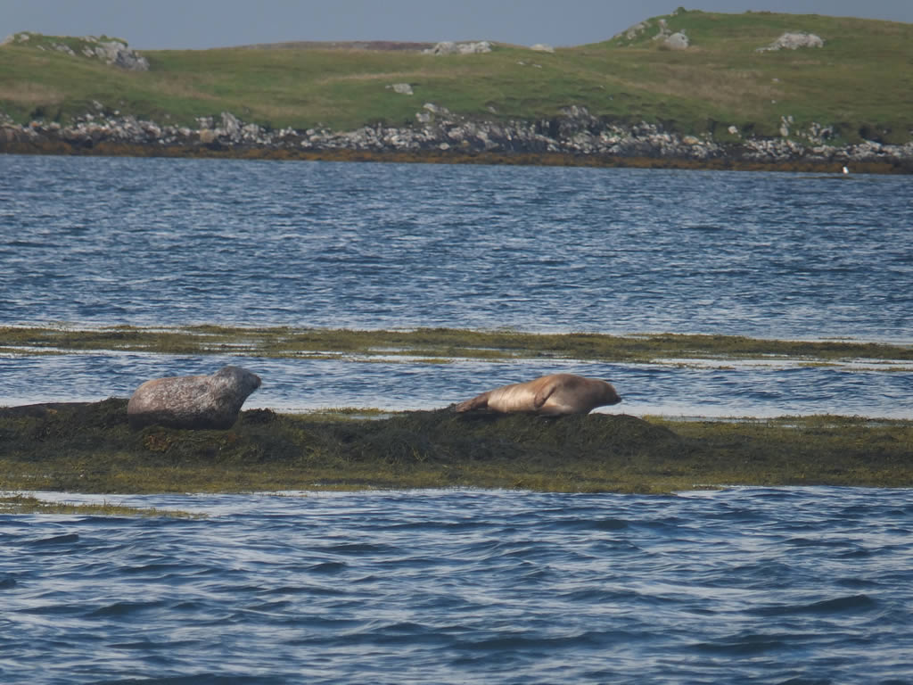 DSCF7711: Grimsay