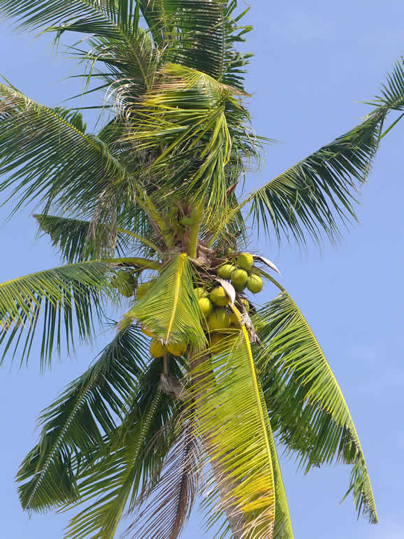 DSCF4104, Palm Tree, Langkawi