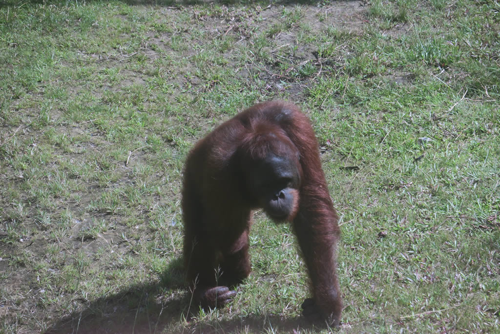 IMG_0066: Matang