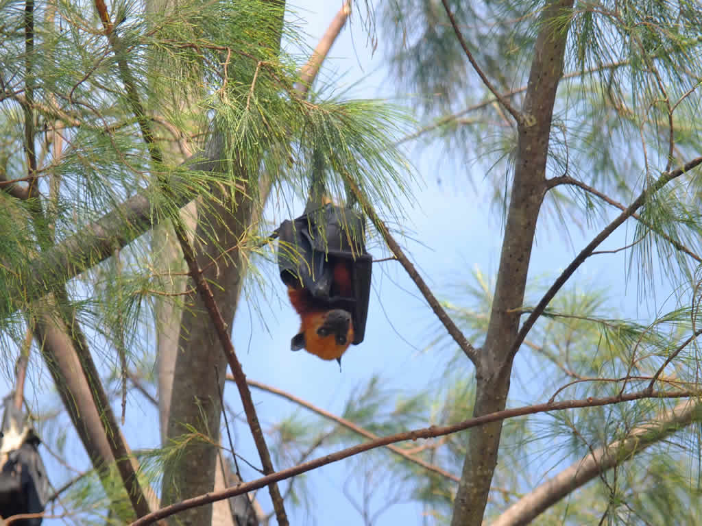 DSCF1007, Fruit Bats, Juara, Pulau Tioman