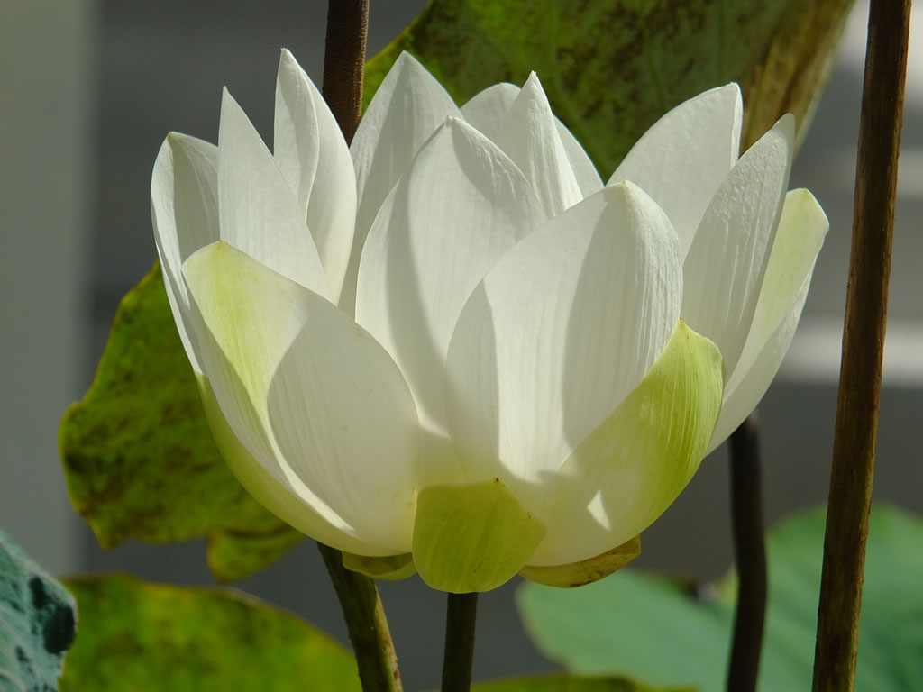 DSCF6863: Phnom Penh