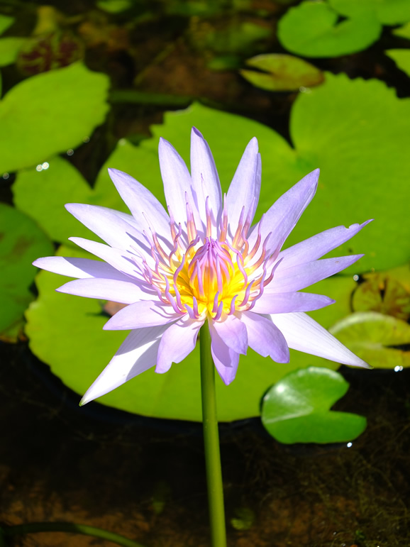 DSCF6878: Phnom Penh