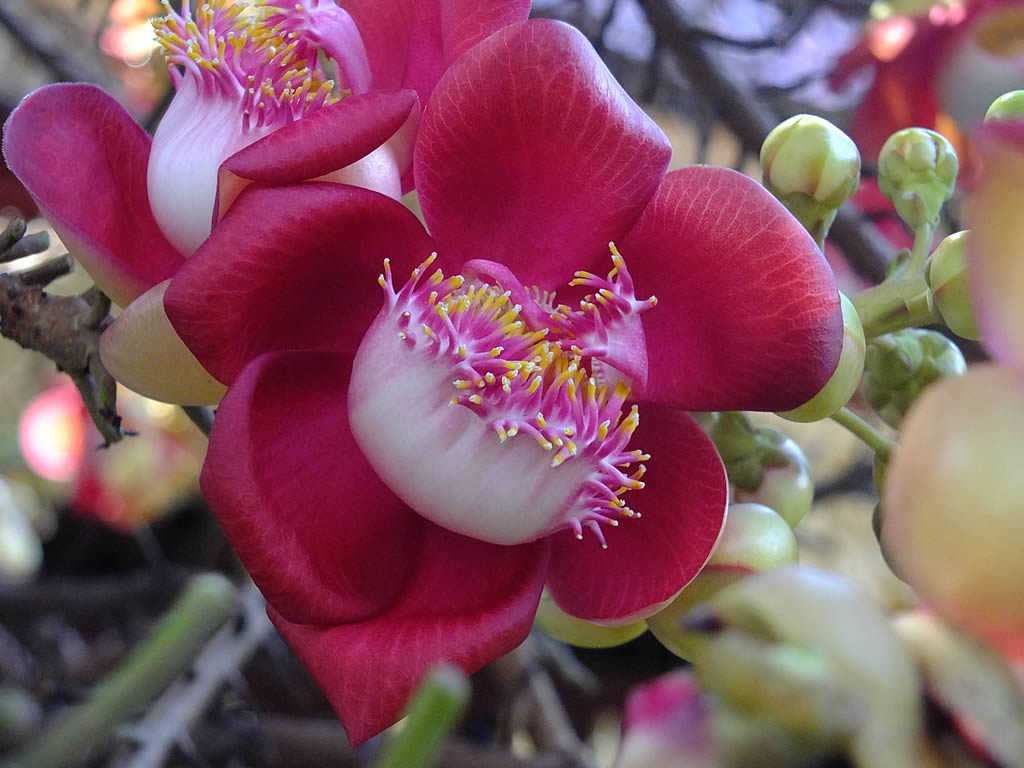 DSCF6910: Phnom Penh