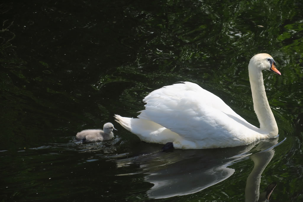 IMG_4436  Forth & Clyde Canal