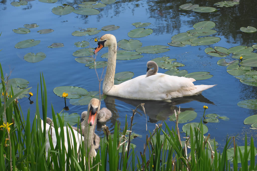 IMG_4505 Forth & Clyde Canal
