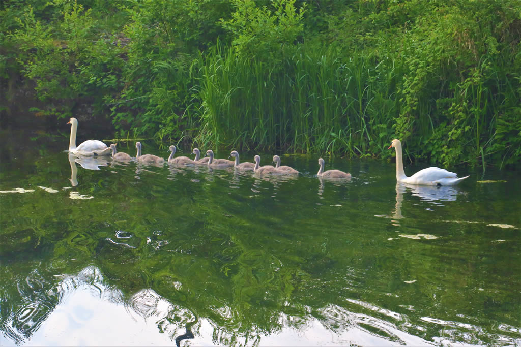 IMG_4515_E Forth & Clyde Canal
