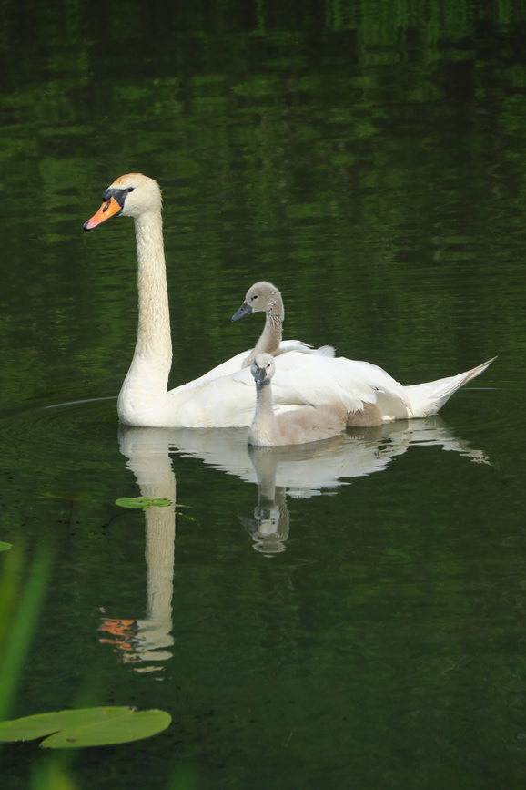 IMG_4574 Forth & Clyde Canal