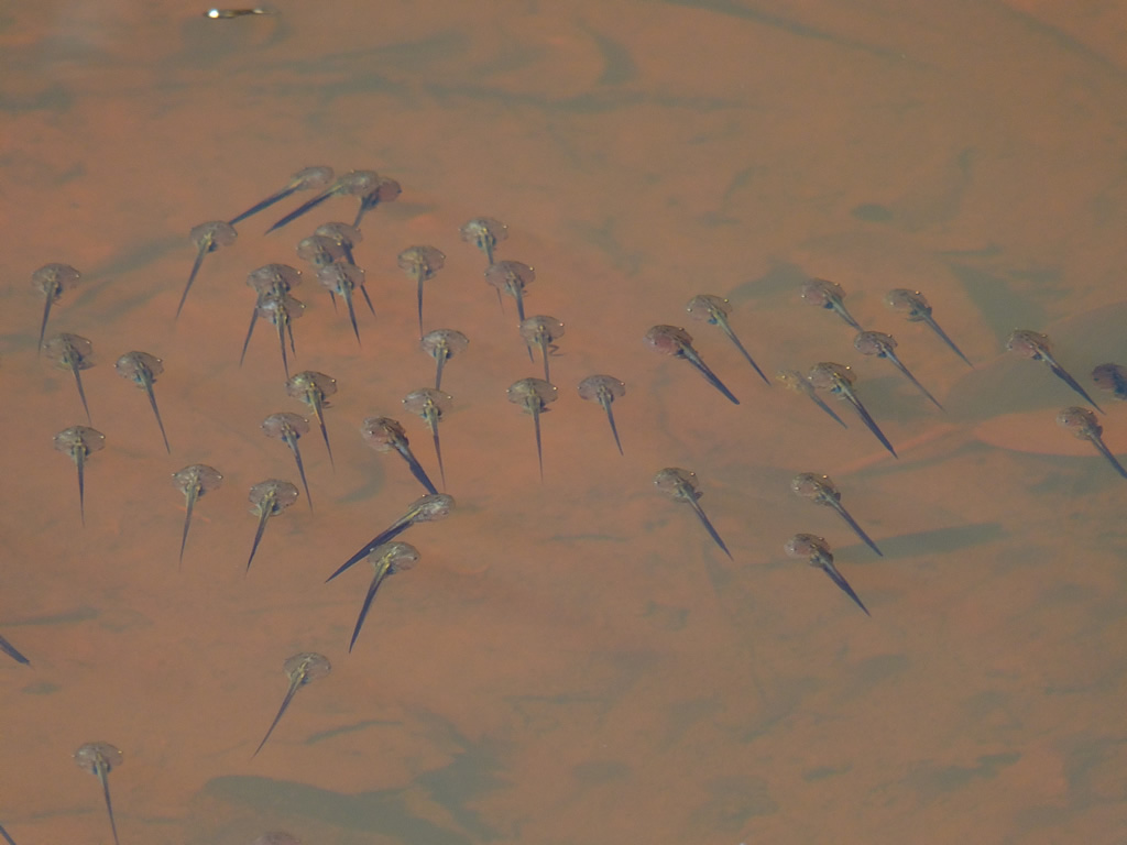 DSCF7467: East Mebon