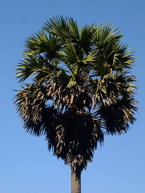 DSCF7574: Angkor Wat