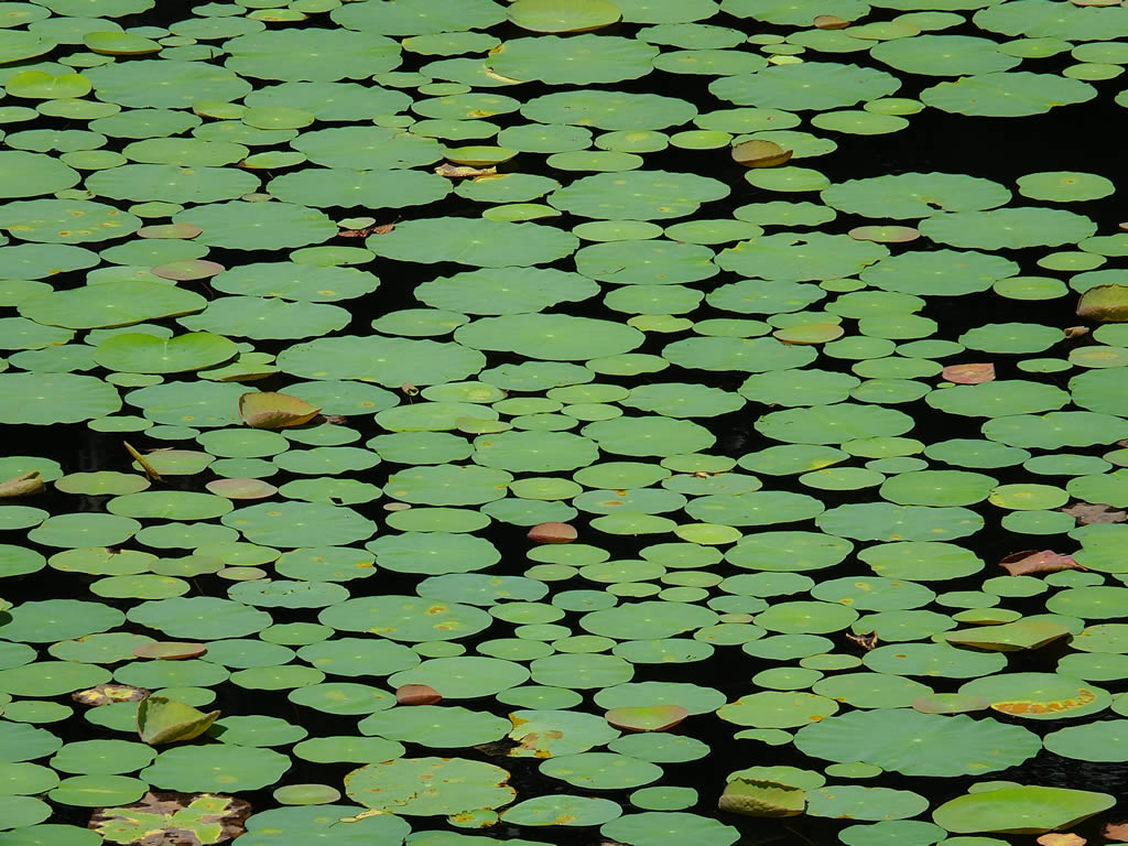 DSCF7639: Angkor Thom