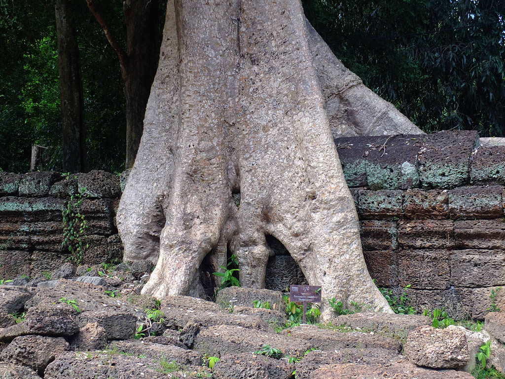 DSCF7653: Ta Prohm
