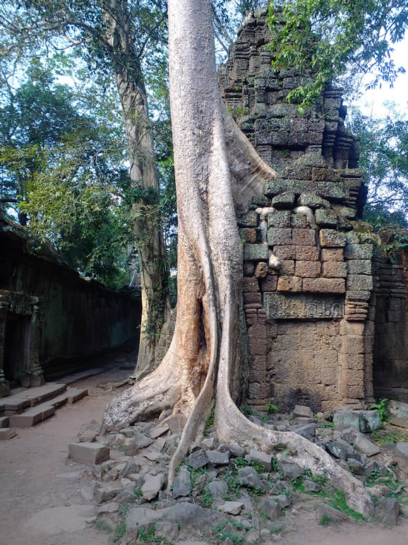 DSCF7672: Ta Prohm