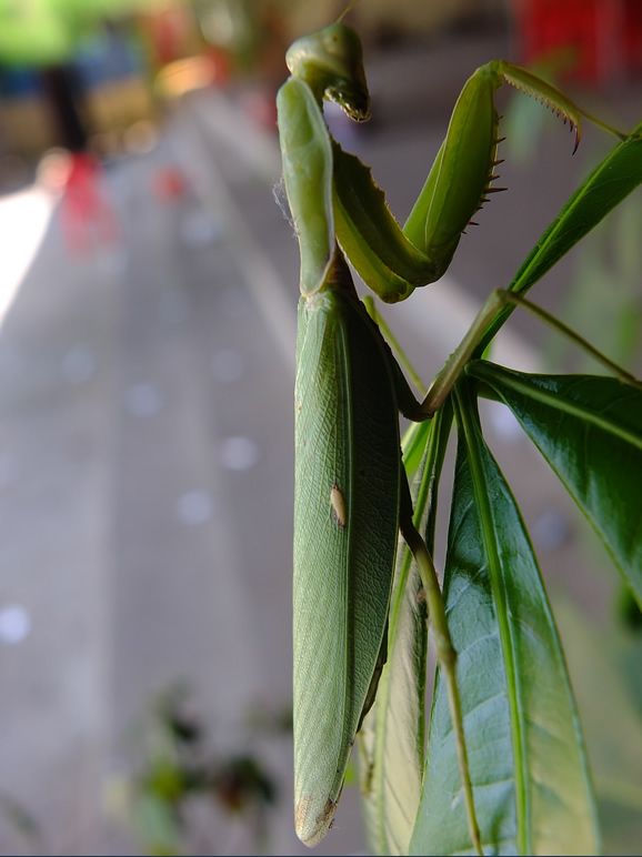 DSCF6786: Sihanoukville