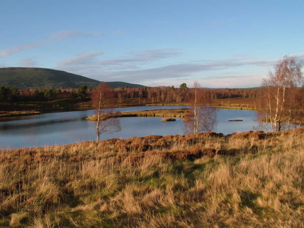 DSCF2896, Aviemore