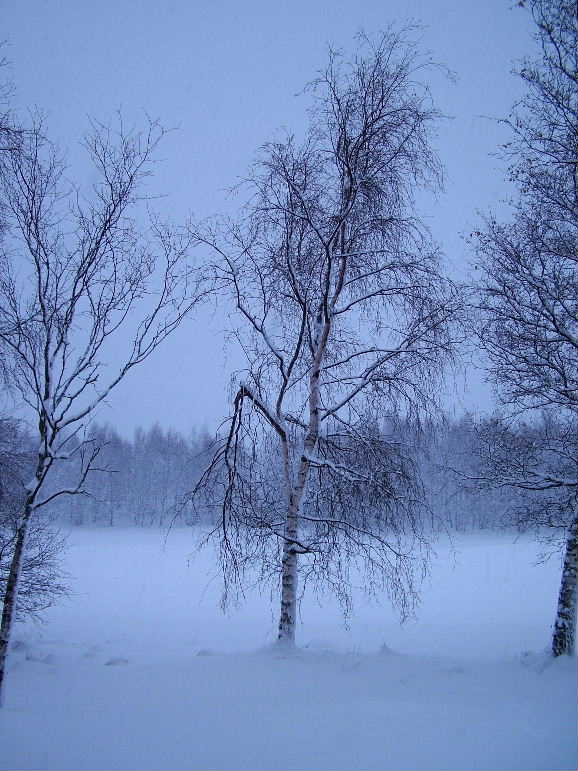 DSCF9126, Trees in the snow, Aviemore