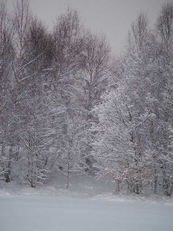 DSCF9141, Trees in the snow, Aviemore