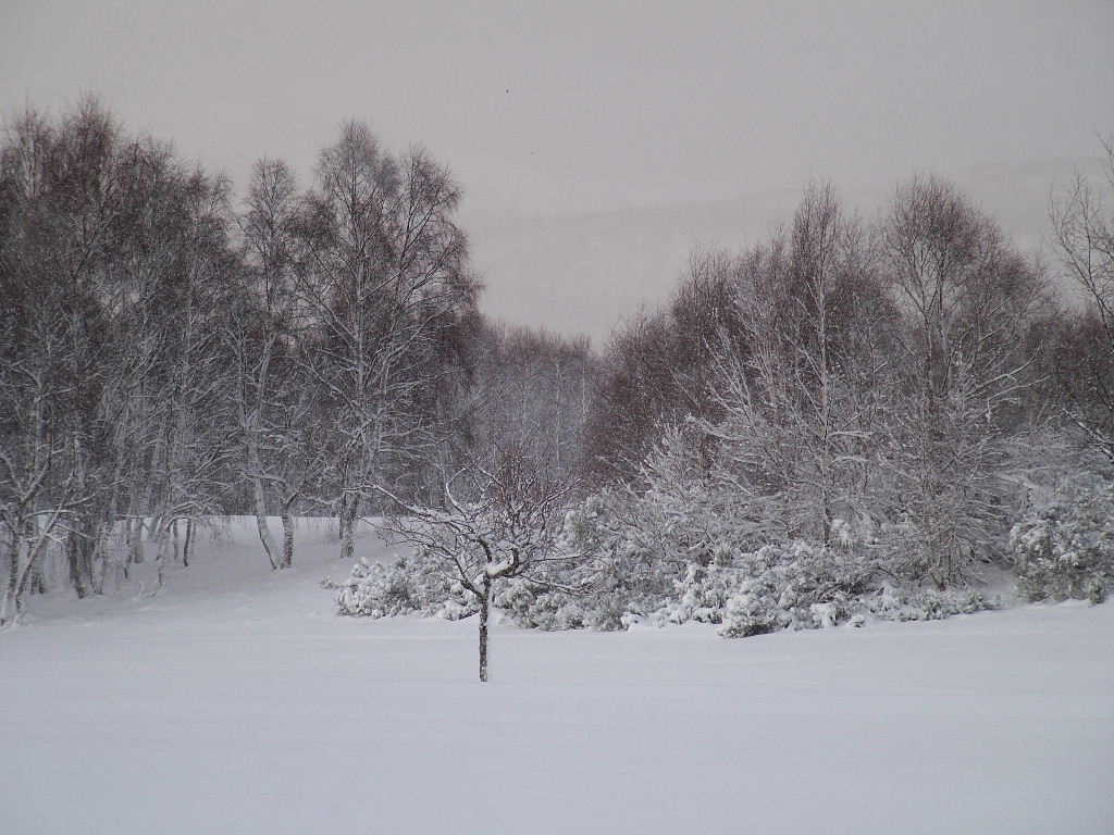 DSCF9146, Trees in the snow, Aviemore