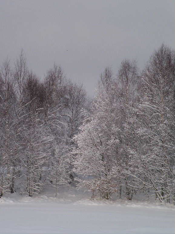 DSCF9147, Trees in the snow, Aviemore