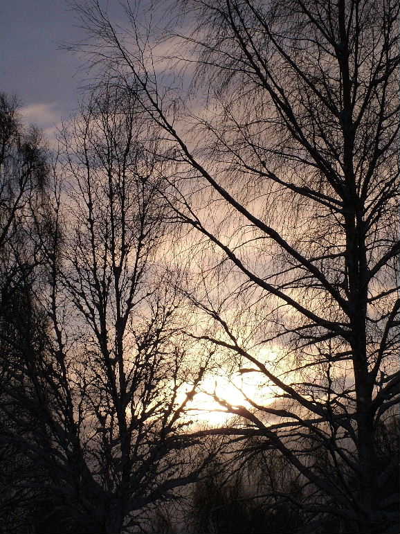 DSCF9150, Sun through the trees, Aviemore