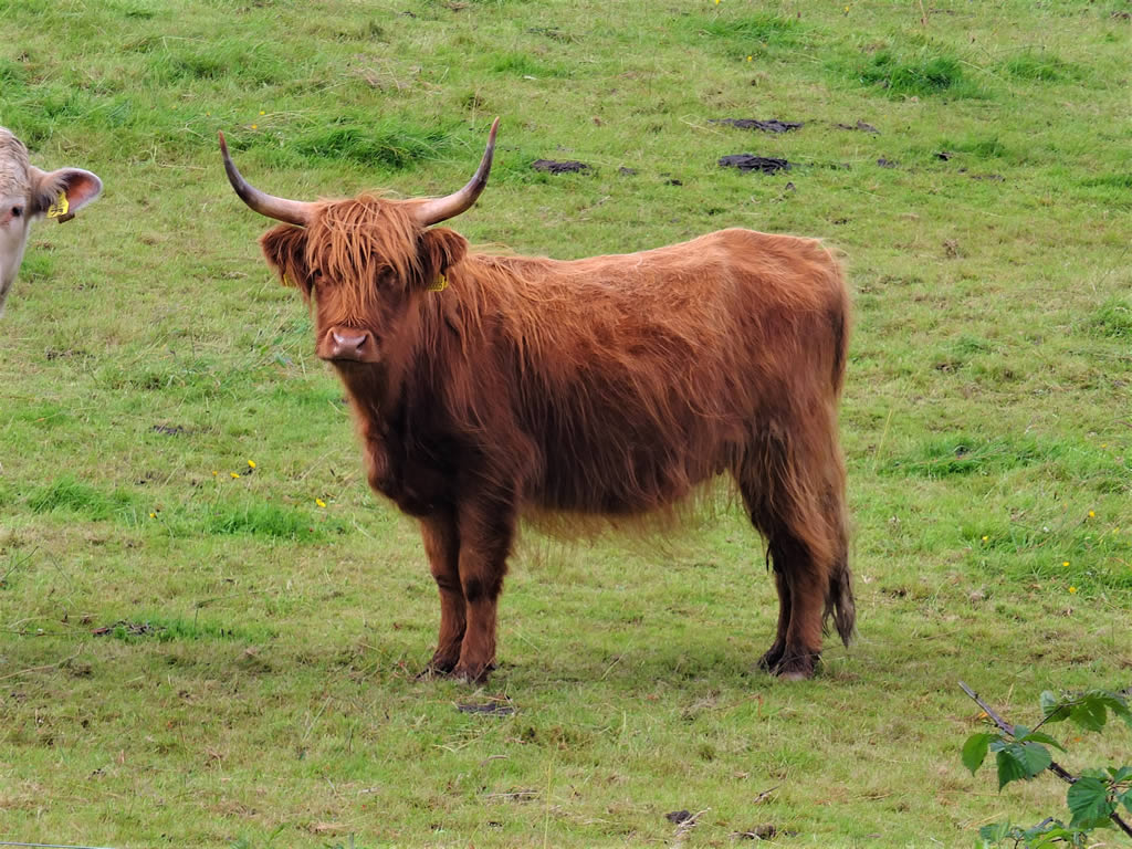 DSCF5086_E West Highlands