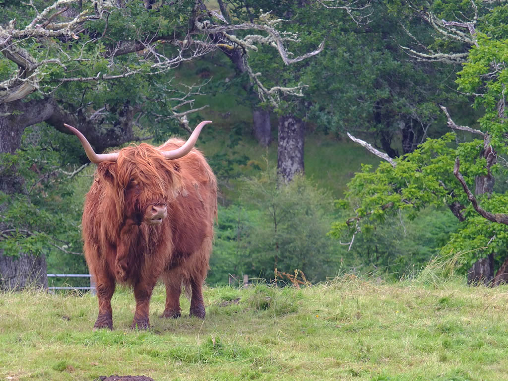 DSCF5091 West Highlands