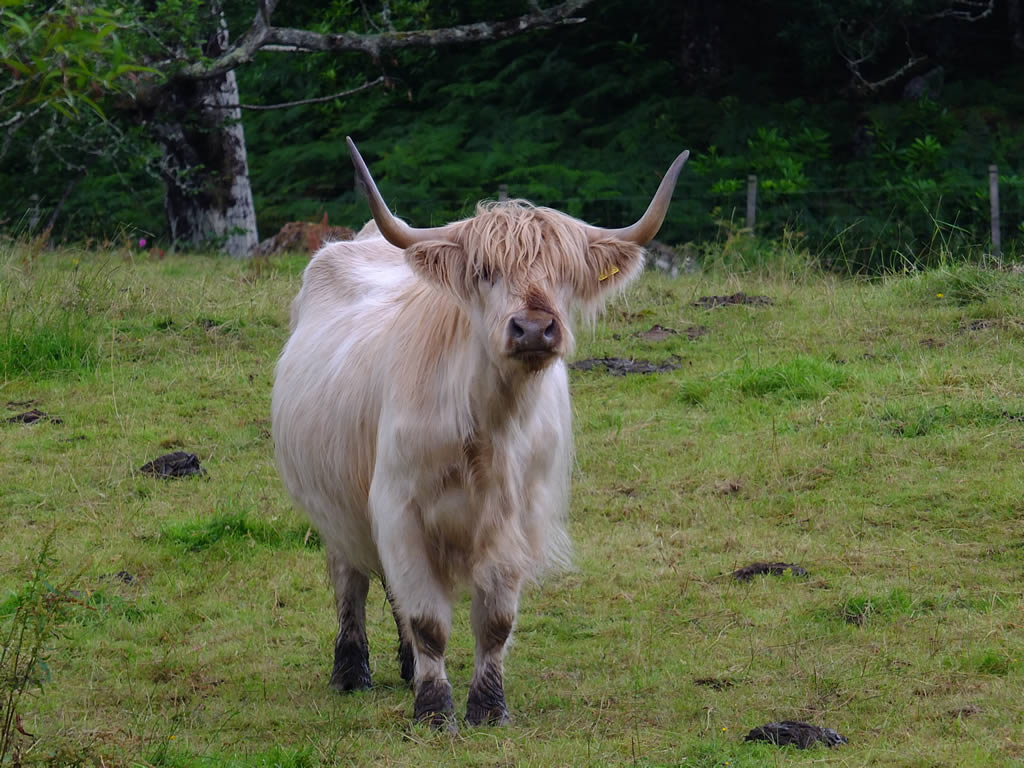 DSCF5104 West Highlands