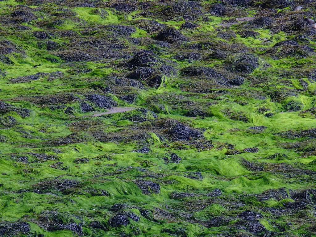 DSCF5335  West Highlands