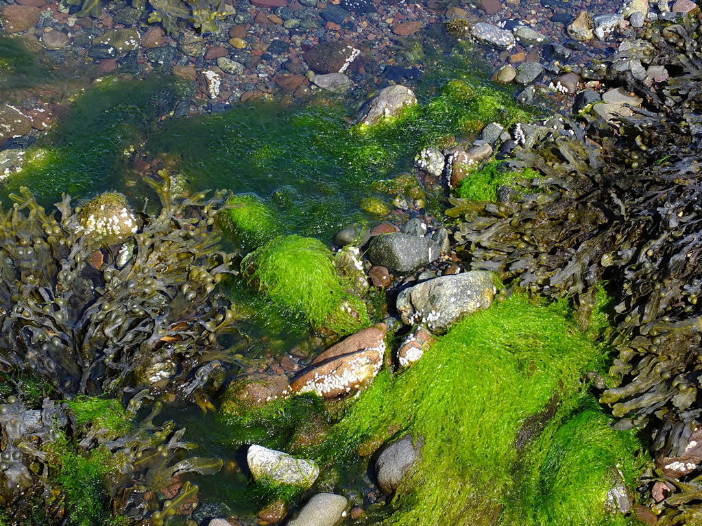 DSCF5338  West Highlands