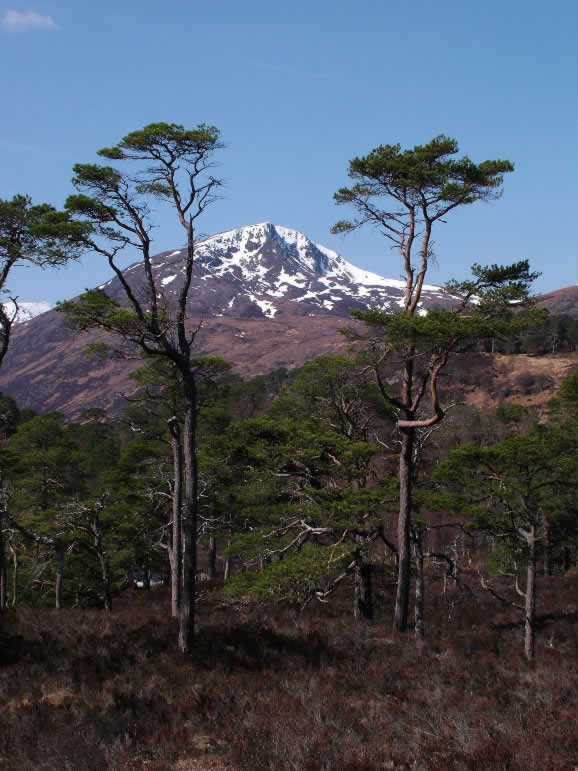 DSCF6039, Glen Affric