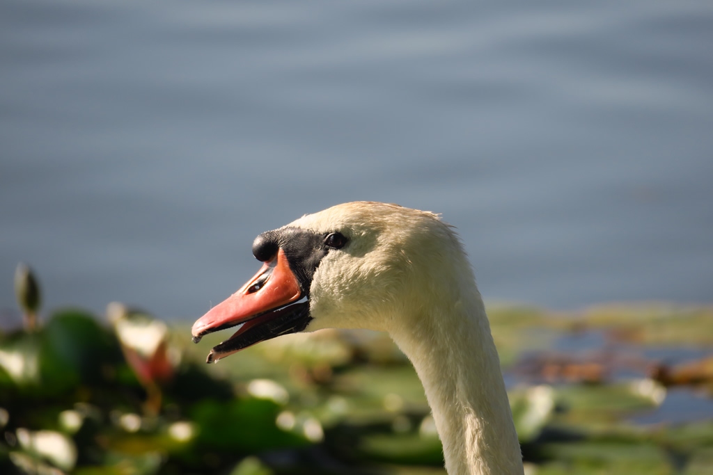 IMG_0958: Wolsztyn