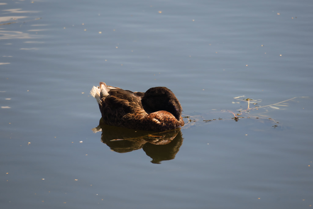 IMG_1034: Wolsztyn
