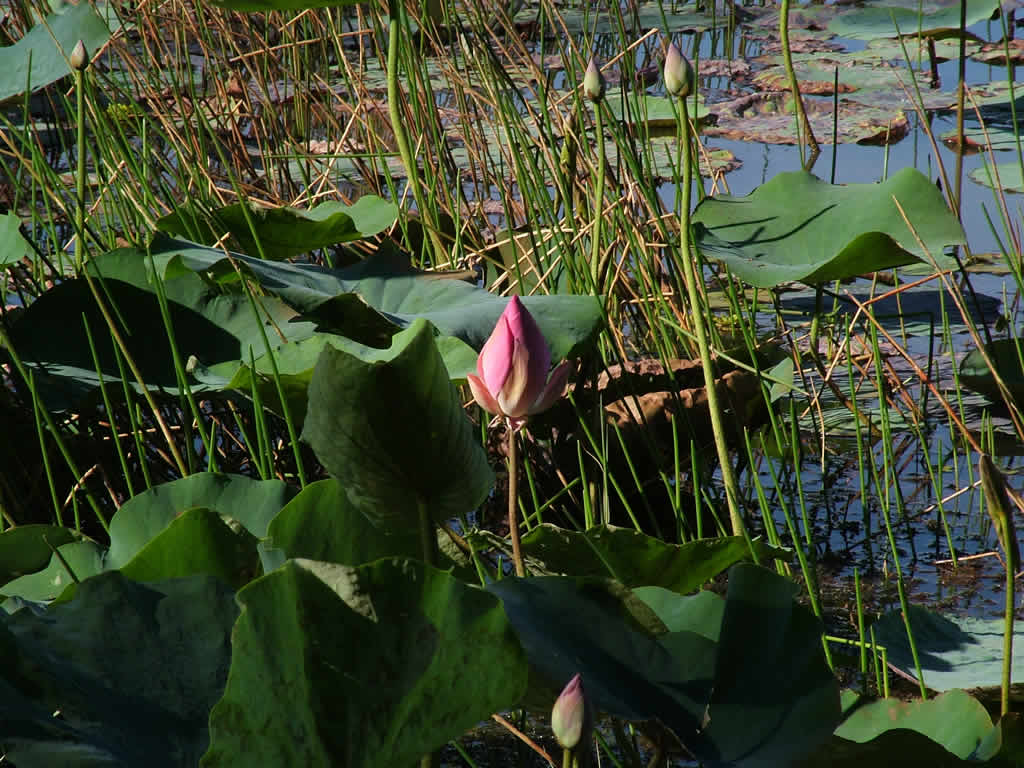 DSCF0570, Mui Ne, Lake at sand dunes