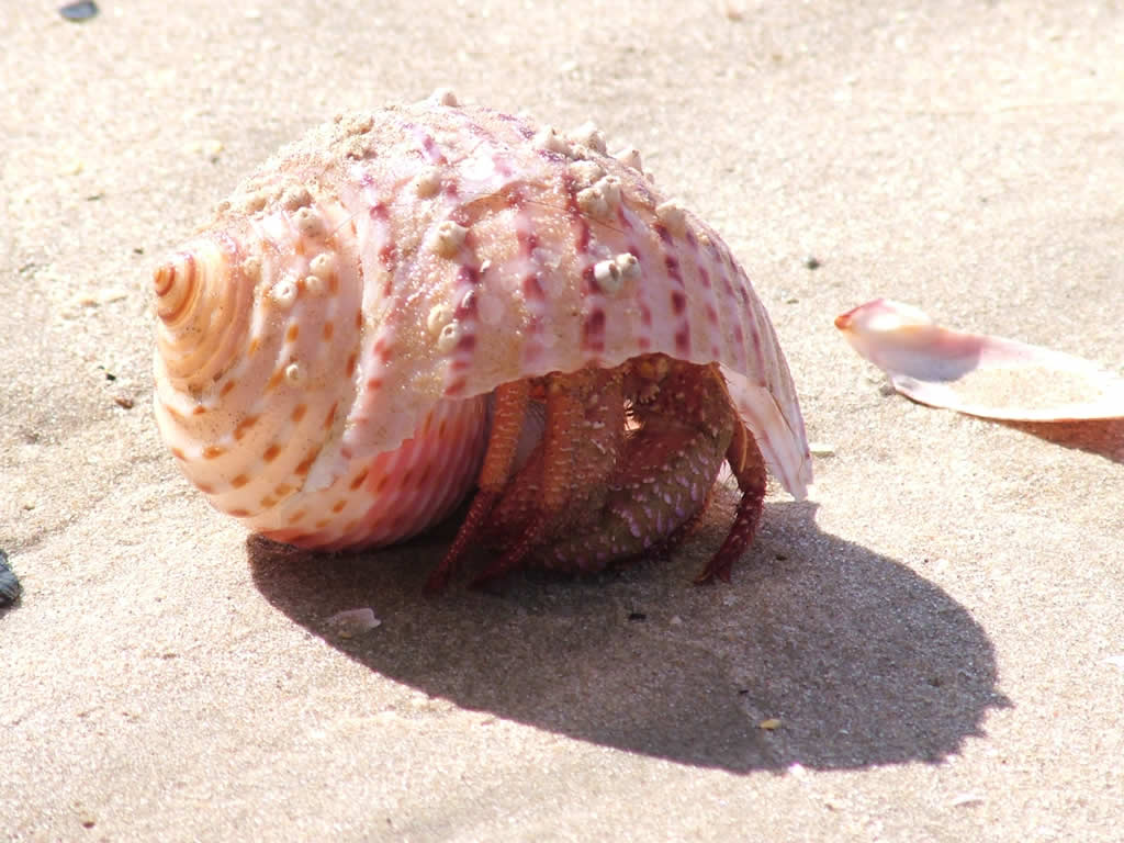 DSCF0621, Mui Ne, Home on the beach