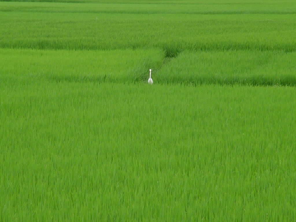 DSCF0167, Hoi An paddy field