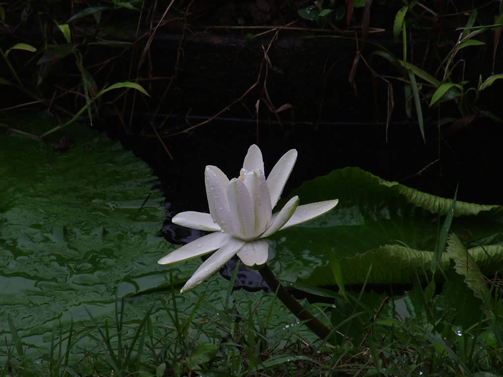 DSCF9767, Water lilly