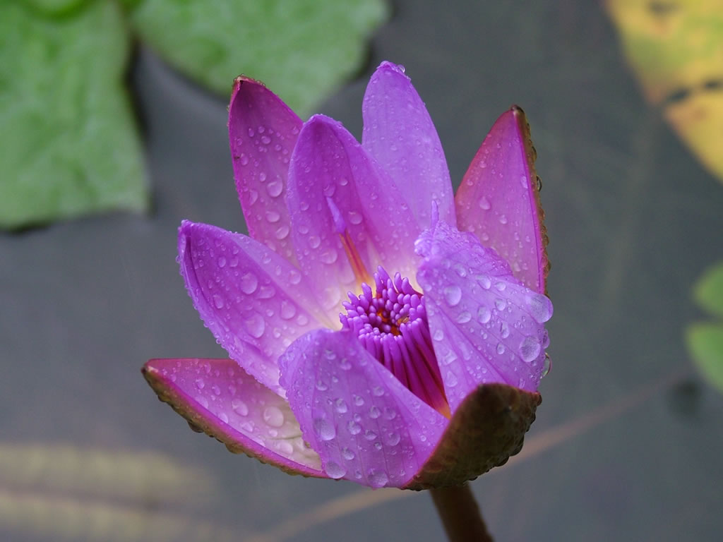 DSCF9770, Water Lilly