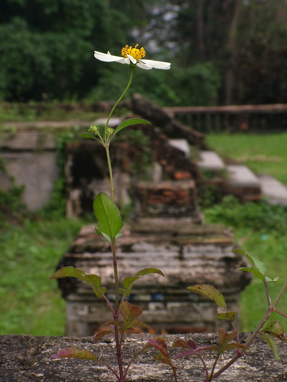 DSCF9916, Hue Imperial City